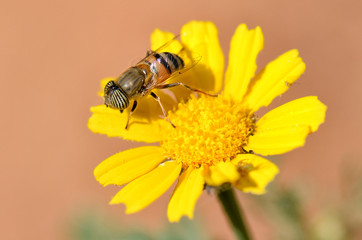 bee on flower