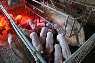 Piglets and sows in a cage with infra-red heating