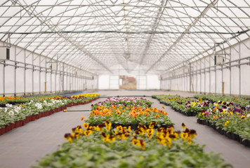 Greenhouse with climate control system cultivating pot flowers