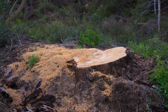 Freshly cut stump of a long-lived pine