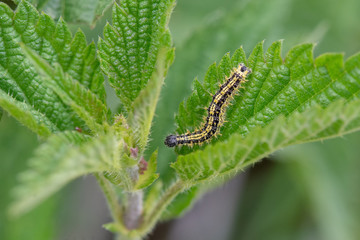 caterpillar on leaf