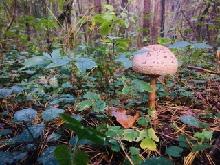 Mushroom