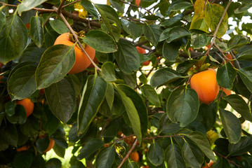 Fresh Persimmons fruit on persimmon tree, close-up, outdoors. Agriculture and harvesting concept