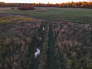 Wild Deer graze in the field in autumn at sunset, around the trees with yellow leaves from the quadrocopter