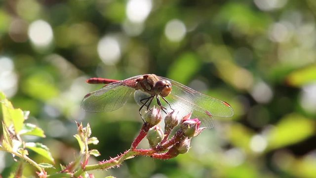 Libellula muove la testa e poi prende il volo