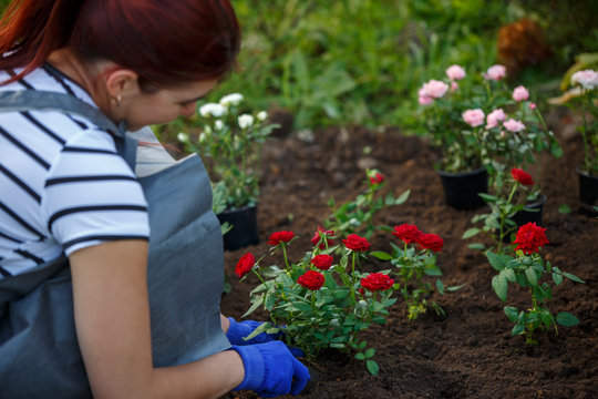 Photo of hands in blue gloves of woman planting red roses in garden
