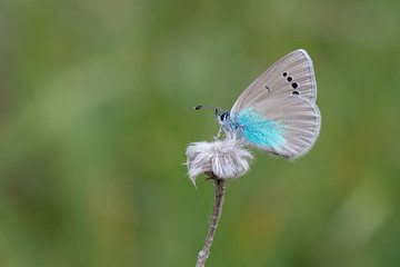 Lycaenidae / Karagözmavisi / / Glaucopsyche alexis