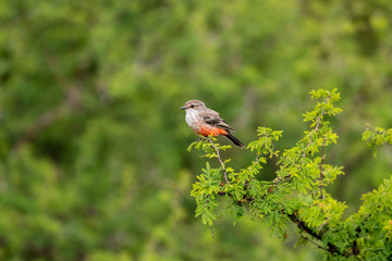 Robin bird on a tree branch and natural bokeh background