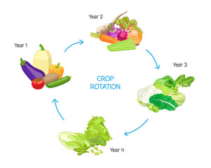 Crop rotation agricultural practice, farming seasonal cycle, soil nutritional energy renewal system - obrazy, fototapety, plakaty