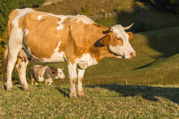 Two Cows Creating a Natural Framing Scenario on a Sunny Autumn Day