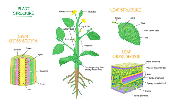 Plant structure and cross section botanical biology labeled diagrams collection