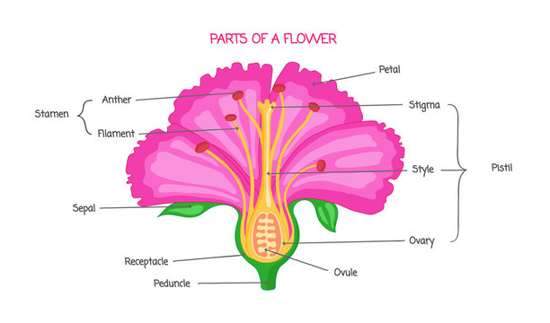 Part of a flower biological diagram, vector illustration drawing with educational scheme.