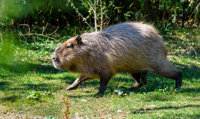 A Capybara (hydrochoerus hydrochaeris) walking on bare ground against a blurred natural background