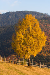 A Beautiful Yellow Tree Standing near a Wooden Fence
