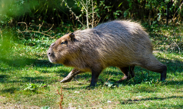 A Capybara (hydrochoerus hydrochaeris) walking on bare ground against a blurred natural background