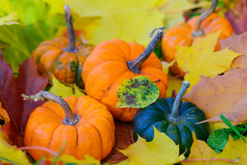 Pumpkins on a background of autumn leaves