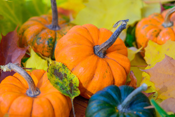 Pumpkins on a background of autumn leaves