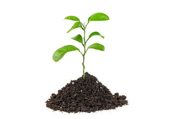 Green sprout growing out from soil isolated, white background.