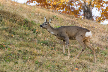 A Deer Checking the Surroundings and Preparing to Run at the Slightest Noise