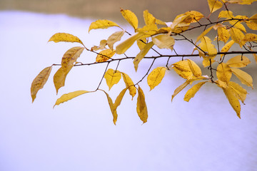 Autumn yellow leaves against lake