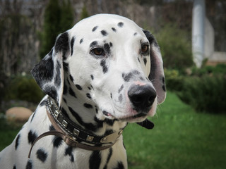 The portrait of young purebred dalmatian in the garden