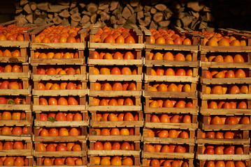 Agriculture and harvesting concept with fresh persimmon fruits in wooden boxes, farm garden with persimmon trees 