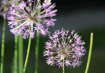 Wildflowers. Summer. Close-up

