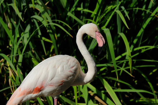 Portrait of rosy colored flamingo waterbird wading in the river