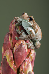 Obraz premium Vietnamese Cave Gecko (Goniurosaurus araneus)/Vietnamese Cave Gecko climbing down a tropical flower