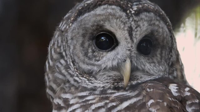 Close up of Barred Owls face as it watches something moving.