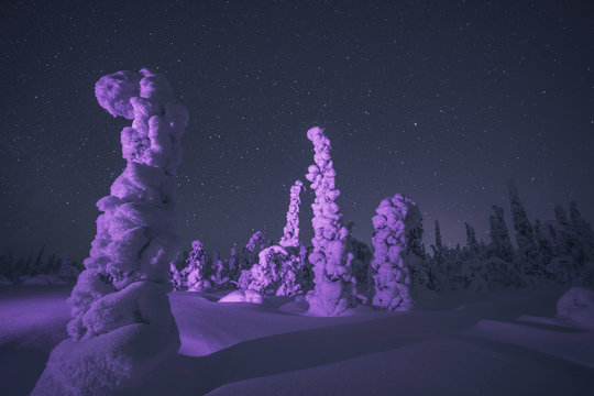 Snow covered trees at night
