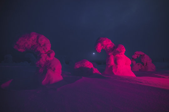 Snow covered trees underneath the night sky