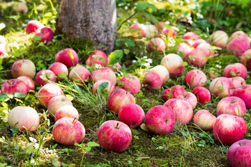 ripen apples on the grass under the apple tree
