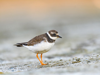 Common Ringed Plover 