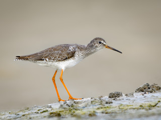 Common Redshank Closeup Portrait