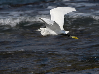 Little Egret in Flight Over Sea