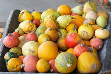 Wooden trolley filled with different varieties of gourds, farm produce, selective focus