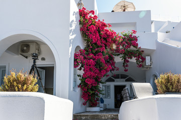 Traditional greek house, decorated with purple bougainvillea flowers at Santorini island, Greece