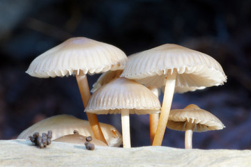 small hats in the forest
