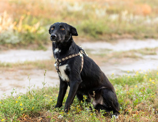 non-pedigree dog on the grass