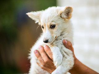 mongrel white puppy