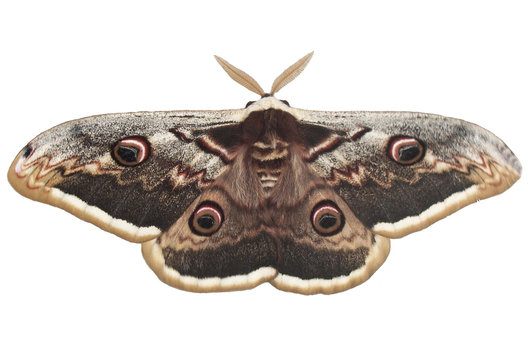 Giant Peacock Moth 3