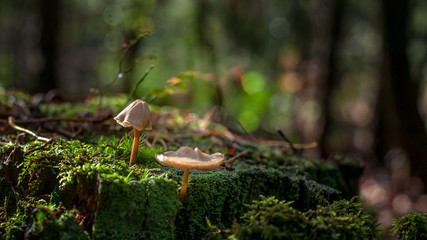 Group of wild mushrooms grow on a tree in autumn forest.