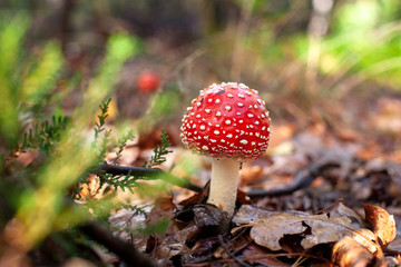 Beautiful red fly agaric mushroom or toadstool between autumn leaves.