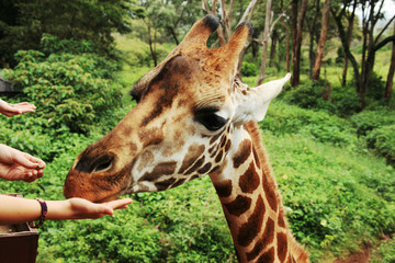 A kid is feeding a giraffe in giraffe manor in Nairobi, Kenya, Africa / close-up 