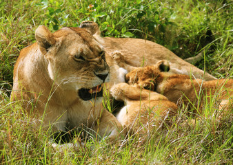 Naklejka na ściany i meble Mother lion is irritated by her baby lions playing near / motherhood / unusual concept 