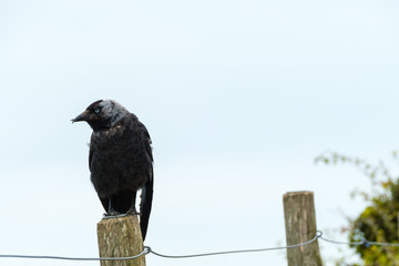 Black Crow Schwarzer Rabe 