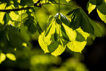 Kastanienblätter im Sonnenlicht