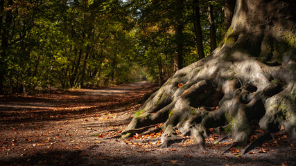 Obraz premium The winding roots of an old tree in the Wood.