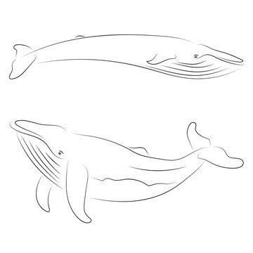 Black line whale on white background. Hand drawing vector. Sketch style graphic animal.